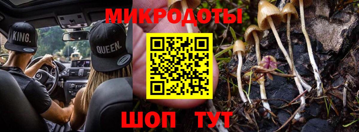 Галлюциногенные грибы Psilocybe Костомукша